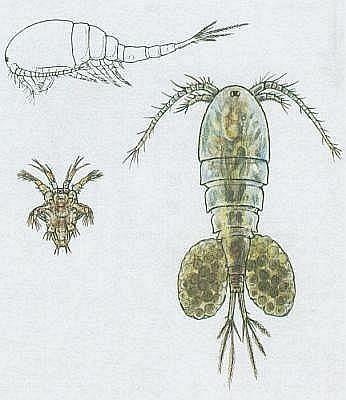 Buchanky (Copepoda) dýchací