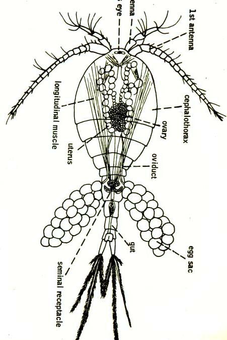 Buchanky (Copepoda) oběhová soustava: srdce jen u