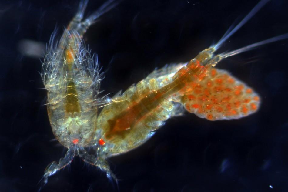 Buchanky (Copepoda) pohlavní ústrojí: gonochoristé pohlavní