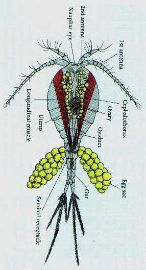Buchanky (Copepoda) pohlavní ústrojí: pohlavní žlázy většinou nepárové x