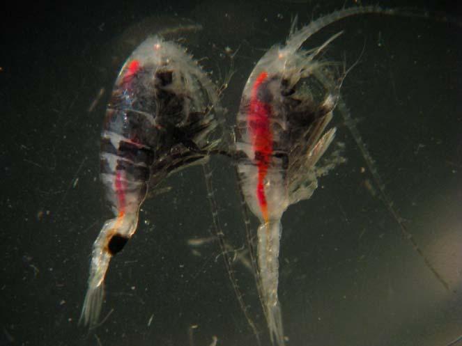 Buchanky (Copepoda) pohlavní ústrojí: sameček při kopulaci přidržuje samici 1.