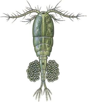Buchanky (Copepoda) pohlavní ústrojí: vajíčka: buď volně nebo slepená v 1 či 2 vaky