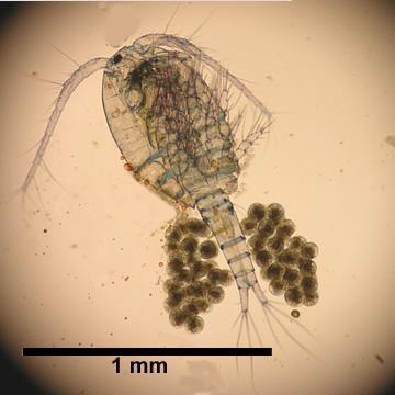 Buchanky (Copepoda) výskyt: u nás na rozdíl od perlooček největší množství vzimě