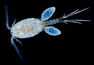 Buchanky (Copepoda) výskyt: pomocí hrudních