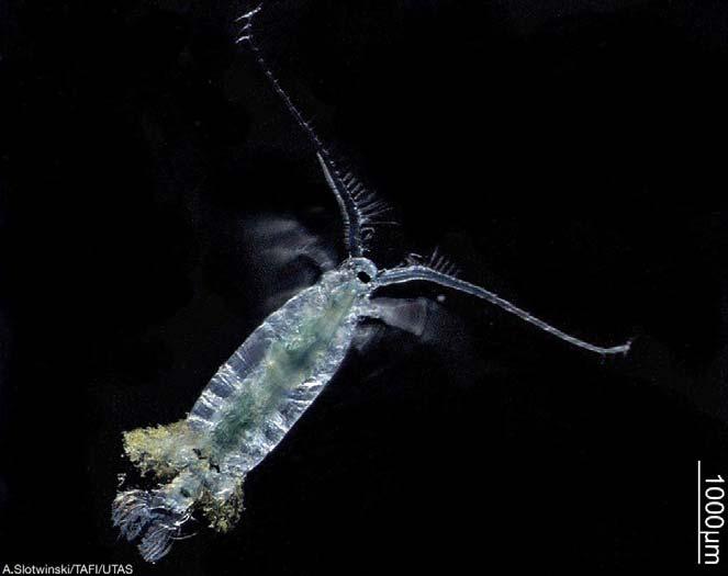Buchanky (Copepoda) výskyt: hejna v hlubině moří rozsáhlá a hustá ani