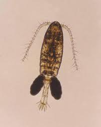 Buchanky (Copepoda) potrava: nanoplankton a detrit pohyb mandibul a 1.