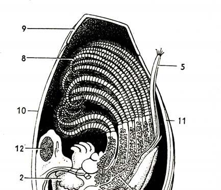 Svijonožci (Cirripedia) hrudní