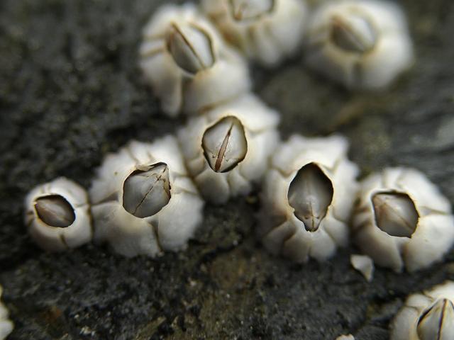 svijonožec (Balanus balanoides) 1 1,5 cm běžný ve spoustách v příbojové zóně Atlantského oceánu pokrývá balvany,