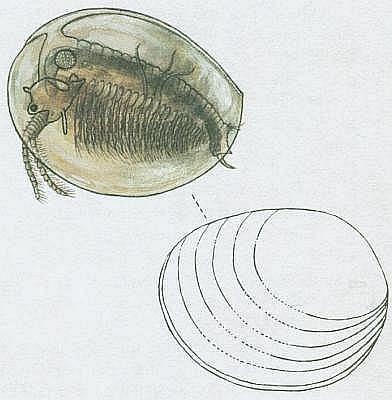 Škeblovky (Conchostraca) štít má tvar dvouchlopňové skořápky
