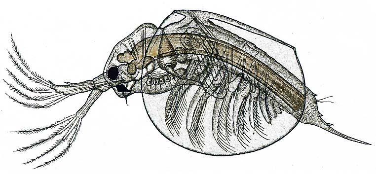 Škeblovky (Conchostraca)