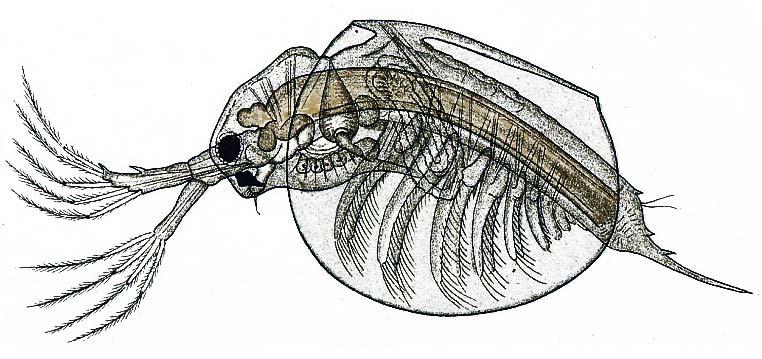 Škeblovky (Conchostraca)