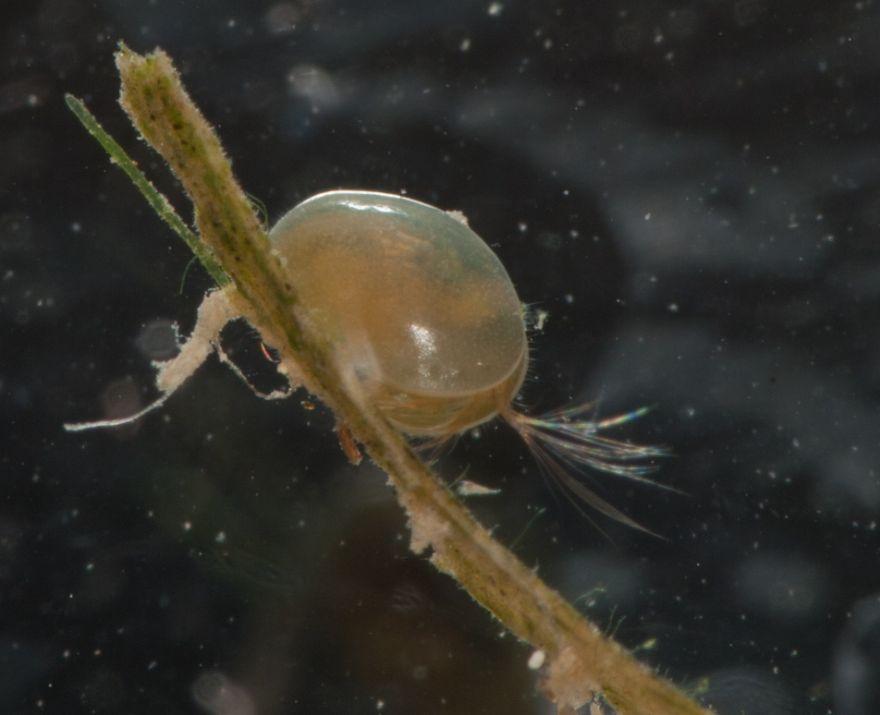 Lasturnatky (Ostracoda) gonochoristé často