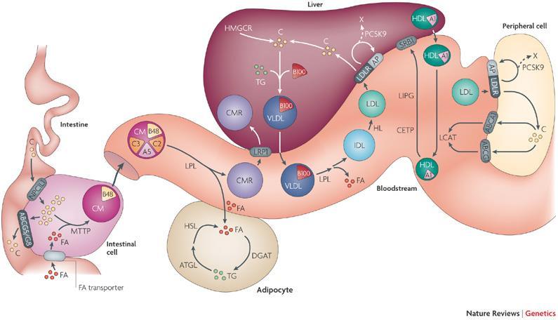 žádná rozpustnost ve vodě a v polárních rozpouštědlech, biogenní původ a rozpustnost v organických rozpouštědlech. Do skupiny lipidů patří cholesterol, triacylglyceroly a volné mastné kyseliny.