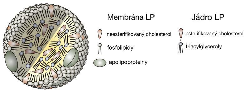 ale i periferními buňkami, pomocí receptoru LDLR. HDL je syntetizován v játerch a zprostředkovává reverzní transport cholesterolu.