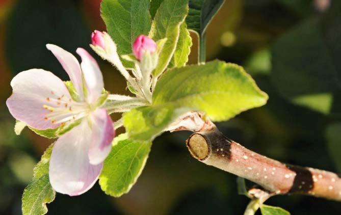 Obr. 5a: Předčasné kvetení jabloní (na podzim) z vrchního očka po zkrácení letorostu koncem července.