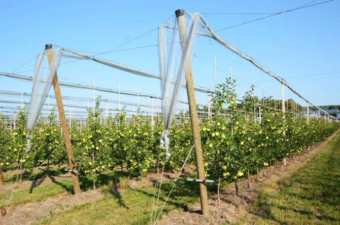 Obr. 10: Tříleté stromky odrůdy Golden Delicious ve tvaru štíhlé