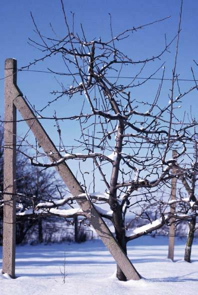 Obr. 18a: Vřeteno jabloně odrůdy Jonagold