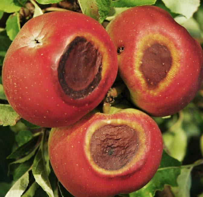 Obr. 20: Sluneční úžeh jablek odrůdy Melrose.
