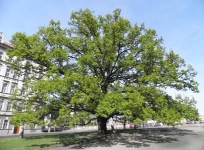 46 - památné stromy je zakázáno poškozovat, ničit a rušit v přirozeném vývoji; jejich ošetřování je