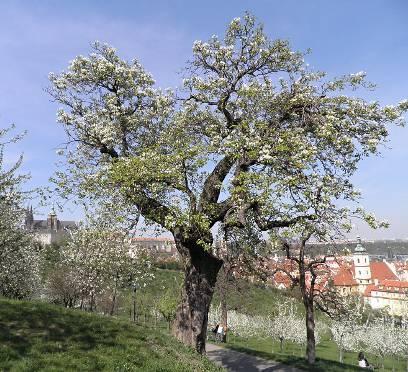 Vymezení pojmu významný strom uznán za významný určitou institucí (např.