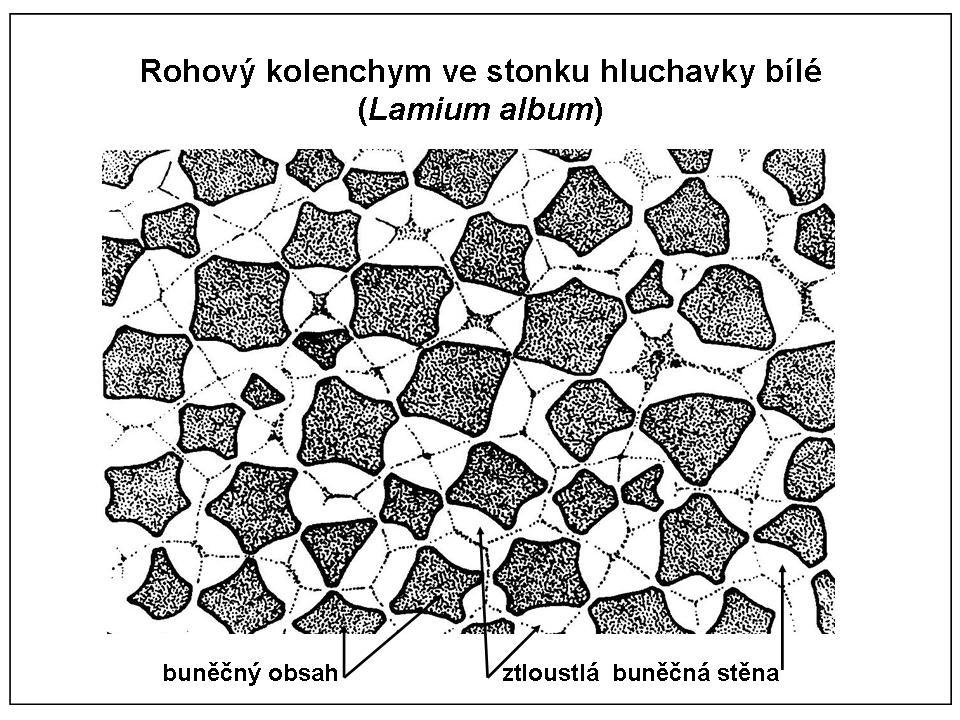 5 obr. č.6 obr. č. 5 (http://botany.cz/foto/spacek-sp10.jpg 20.11.