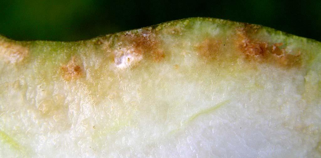 pitting virus -