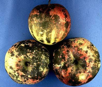 Gloeodes pomigena