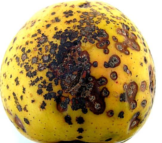 Spilocaea