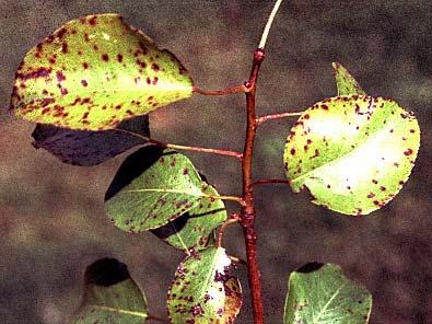 maculatum anamorfa Entomosporium