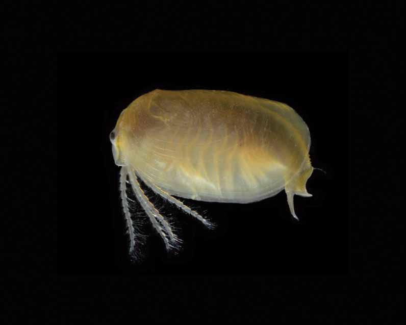 keblovka rovnoh betá Leptestheria dahalacensis (Rüppel, 1837) Synonymie: Leptestheria dahalencis, Estheria dahalacensis, Isaura dahalacensis, Estheria pesthinensis, Leptestheria tenuis, kalnice,