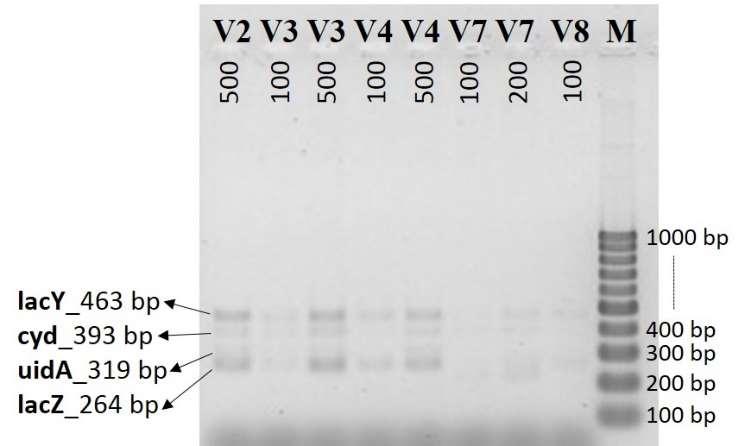 Koliformy, E. coli TETRAPLEX vs.