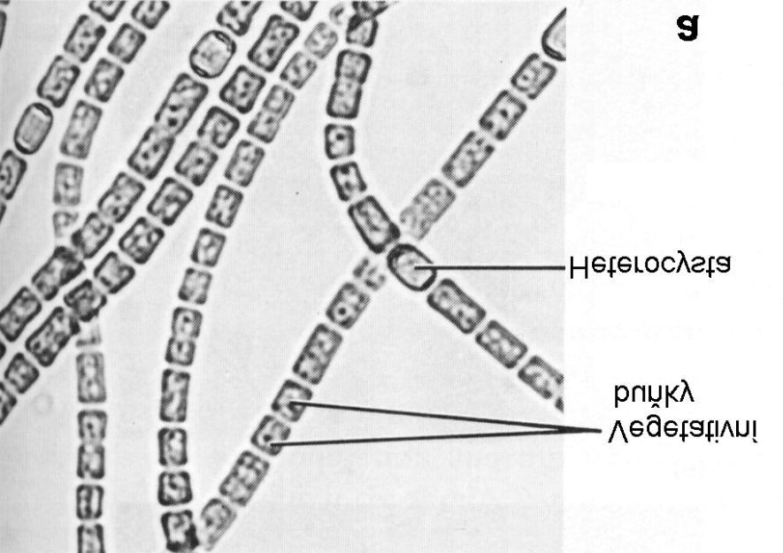 FYZIOLOGIE ROSTLIN Bakterie v hlízkách bobovitých rostlin snižují koncentraci kyslíku rychlým dýcháním. Přístupu kyslíku k nim brání také leghemoglobin.