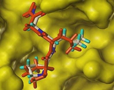 Docking of the ligand in 1JAP.