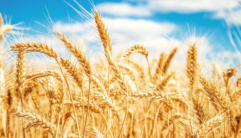 A zároveň jsme požadovali odrůdu vhodnou pro potravinářské využití. Chtěli jsme ranou pšenici z důvodu rozložení sklizně a vhodnou jako předplodinu pro řepku. Proto jsme si vybrali pšenici VIRIATO.