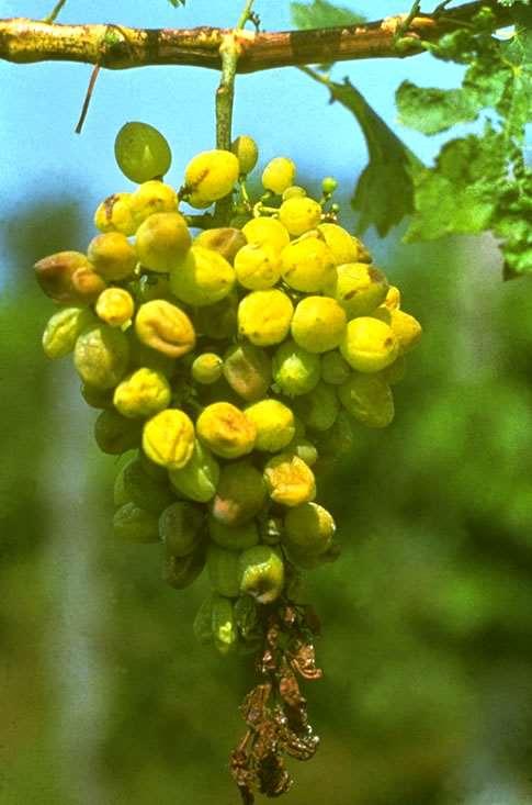 Grapevine flavescence dorée phytoplasma