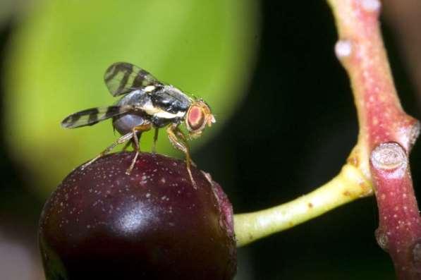 vrtule višňová Rhagoletis cingulata 13 pozitivních vzorků (třešeň, višeň), v EU