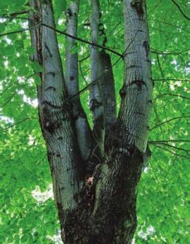 pupenů) příklad defektu odpovídající hodnotě 3 Možná příčina vzniku dekapitace stromu, odlomení