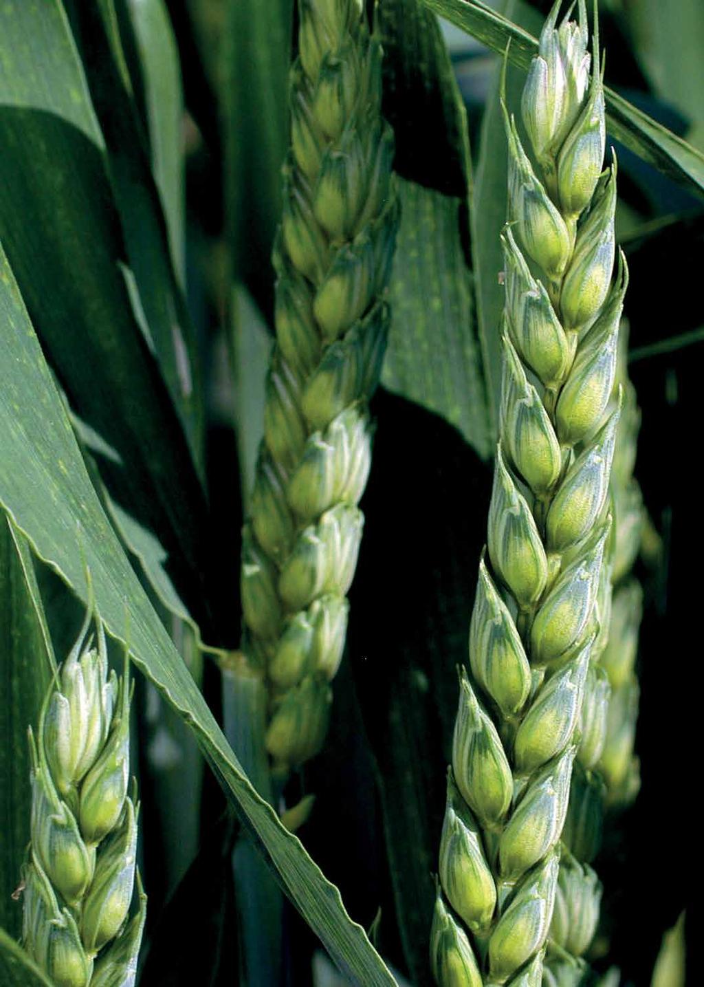 LIMAGRAIN CENTRAL EUROPE CEREALS, s.r.o.