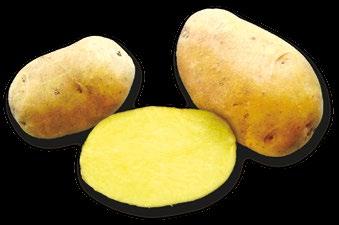Produkce hlíz odrůd odolných plísni bramboru bude zárukou kvality konzumu s nízkým obsahem reziduí pesticidů a metabolitů sekundárních patogenů.
