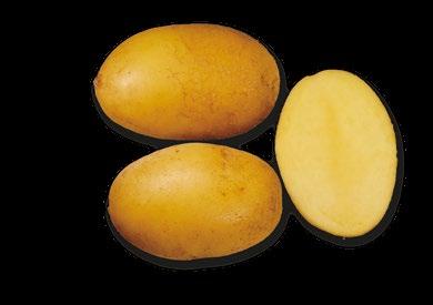 MAGDA Velmi raná odrůda určená pro první termíny sklizně v ranobramborářské oblasti. Hlízy jsou krátce oválné, vzhledné, se žlutou slupkou a středně žlutou dužninou.