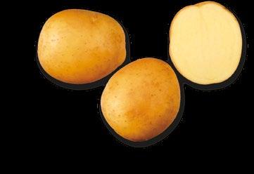 8 Čeští šlechtitelé bramboru se představují Čeští šlechtitelé bramboru se představují 9 MONIKA SUZAN BA Odrůda určená pro velmi rané sklizně.
