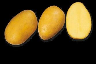 Odolnost virovým chorobám je vyšší, k rakovině bramboru (D 1) a háďátku bramborovému (Ro 1) je odolná. PRIMAROSA A Varný typ A B VLASTA Poloraná konzumní odrůda.