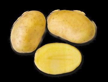 odolnost k aktinobakteriální obecné strupovitosti bramboru.