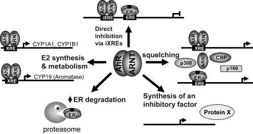 , thyroxin -vzrůst sérového kortikosteronu (obecně: marker stresu!) - imunosuprese -vzrůst nádorů u myší po působení PCBs (M > F) - cross-talk mezi receptory (AhR vs.
