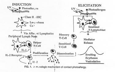 Fotoaktivace alergenů Kontaktní fotoalergie : obdoba hypersensitivit po metabolické aktivaci : fotoaktivace látek - po