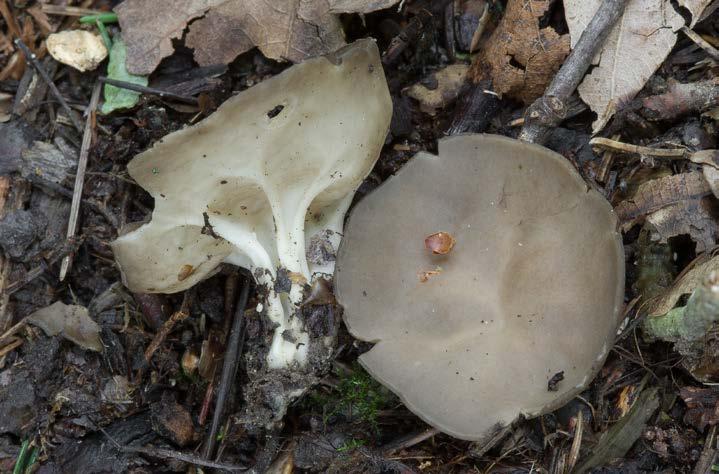 Kněžnou III Obr. 1. Kyjanka křehká Clavaria fragilis. Foto T.