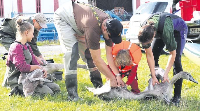 Ošetřené mládě bylo ihned po zákroku vráceno zpět k rodině a okroužkovaným sourozencům. íce už bohužel udělat nešlo. Děkuji všem zúčastněným. Karel Makoň, ZSŽ Plzeň Fota: Pavel Moulis ZSŽ Rokycany.