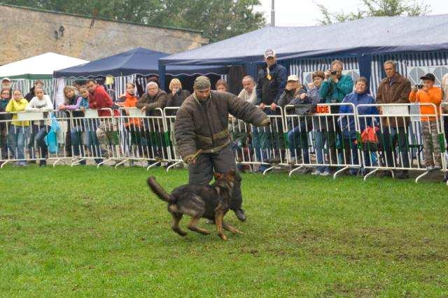 Sportovní klub Policie Ostrava oddíl kynologie se sídlem ve Studénce má svůj výcvikový areál na Radaru.
