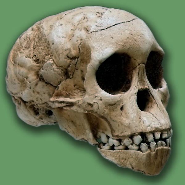 Bouri, Middle Awash v Etiopii, - nález je datovaný na 2,5 Ma, - má velké zuby,