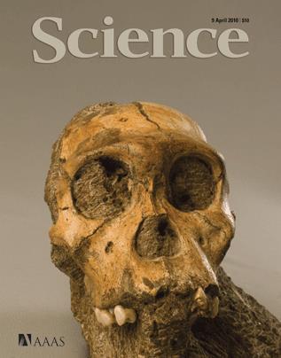 Australopithecus sediba - objeven v roce 2008 v